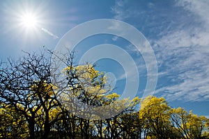 Flowering yellow trees Ecuador Guayacanes photo