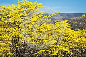 Flowering yellow trees Ecuador Guayacanes photo