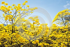 Flowering yellow trees Ecuador Guayacanes photo