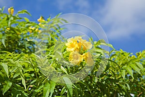 Flowering Yellow Trumpetbush