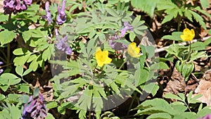 Flowering yellow wood anemone Anemone ranunculoides and fumewort Corydalis solida plants in forest