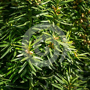 Flowering yew Taxus baccata Fastigiata Aurea. New bright green with yellow stripes foliage on English or European yew