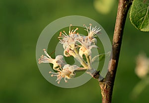 Flowering young apple tree