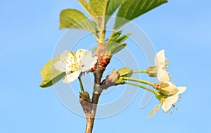 Flowering young cherry tree