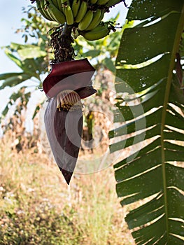 Flowering young and green bananas