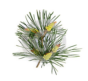Flowering young male  pollen  pine cones on branch pine tree on white background. Top view, flat lay. Used as a powerful healing