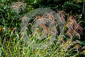 Flowering Zebra Grass