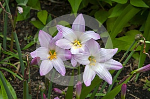 Flowering zephyranthes robusta or pink rain lily