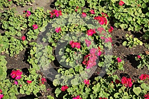 Flowering zonal pelargoniums in the garden