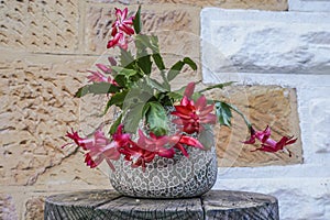 Flowering zygocactus, Schlumbergera truncata in a pot