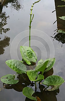 A flowerless aquatic jasmine with natural green leaves lives in the water