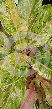 Flowerless plant so beautiful.