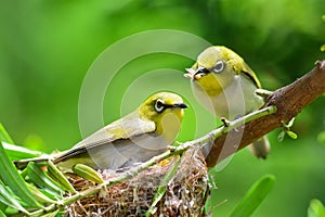 Flowerpecker in nature photo