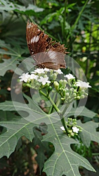 FlowerPlants such as flowers and trees are the main food source for butterflies photo