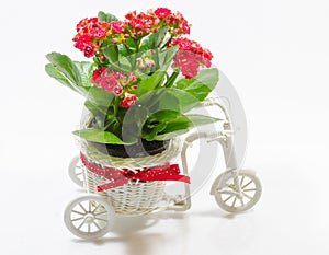 Flowerpot bike whit flower