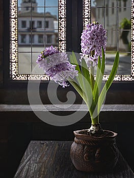 Flowerpot with blooming hyacinth near the window