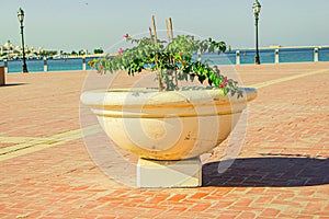 flowerpot with bougainvillea spectablilis plant