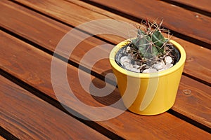 A flowerpot with cactus on the wooden picnic table