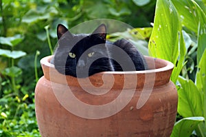 Flowerpot cat