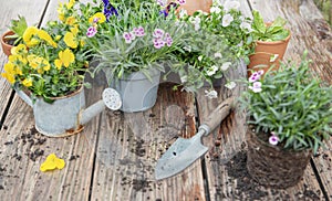 flowerpot and colorful viola with shovel and dirt