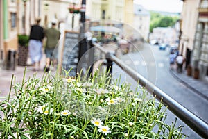 Flowerpot with daisies in main street in old mining town Banska