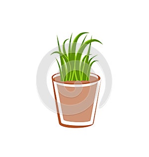 Flowerpot with green grass plants