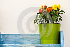 Flowerpot hot peppers on wooden shelf blue