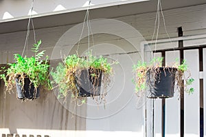 Flowerpot isolate on background close up