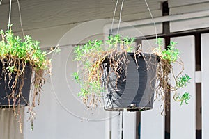 Flowerpot isolate on background close up