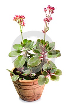 Flowerpot isolate on white background