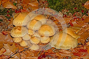Flowerpot parasol mushrooms - Leucocoprinus birnbaumii