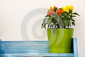 Flowerpot hot peppers on wooden shelf blue photo