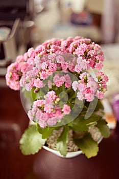 Flowerpot with pink flowers