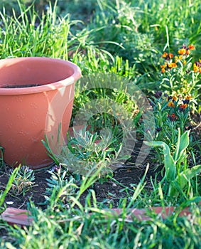 Flowerpot prepared for planting and flowers