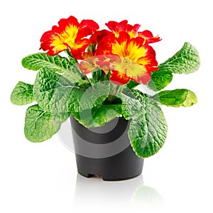 Flowerpot with red flower isolated photo