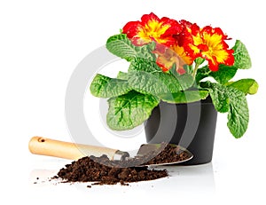 Flowerpot with red flowers and soil in shovel