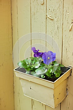 Flowerpot with violet wall decoration photo