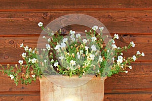 Flowerpot with white flowers