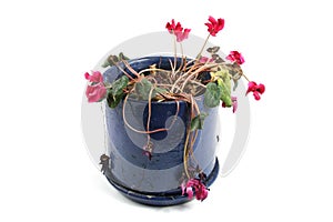 Flowerpot of wilted flowers