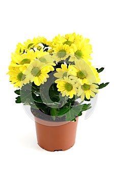 Flowerpot of yellow chrysanthemum flowers