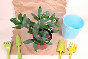 Flowerpot with zamioculcas, zamiifolia, ZZ Plant. plant transplant. home plant on craft paper background