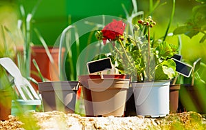 Flowerpots with blanked text labels outdoors