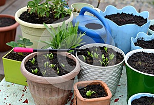 Flowerpots with calendula flowers, watering can and working tool on table in the garden outdoor