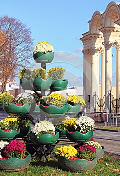 Flowerpots with chrysanthemums on the streets of Minsk