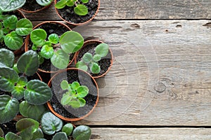 Flowerpots of home plant and saintpaulia flowers. Top view. Copy space for text.