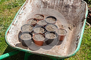 Flowerpots with potting soil in a wheelbarrow