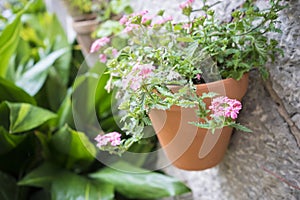 flowerpots street in the tourist island of Mallorca, Valdemosa c photo