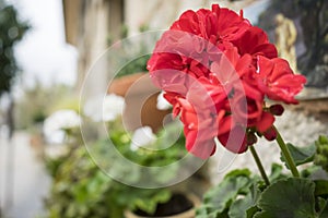 flowerpots street in the tourist island of Mallorca, Valdemosa c photo