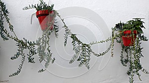 Flowerpots on wall with trailing plants