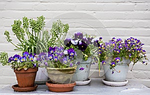 Květináče na dřevěný stůl fialový květiny a bílý stěna 